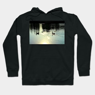 Scene from Santarelli lakes with two geese and three ducks swimming and leaving golden trails in the lucent waters Hoodie